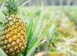 Pineapple Farming in Kenya