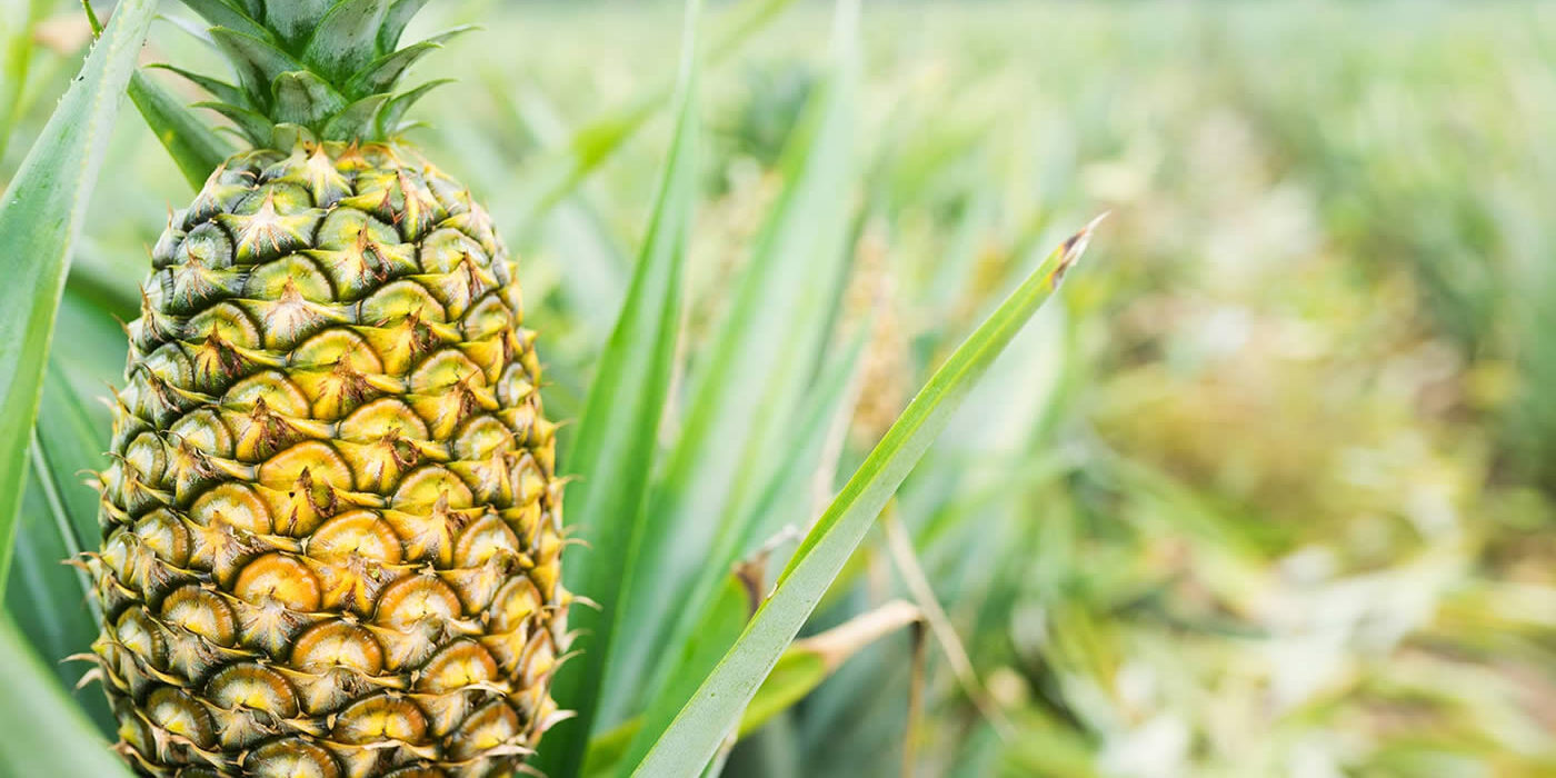 Pineapple Farming in Kenya Pineapple Farming in Kenya