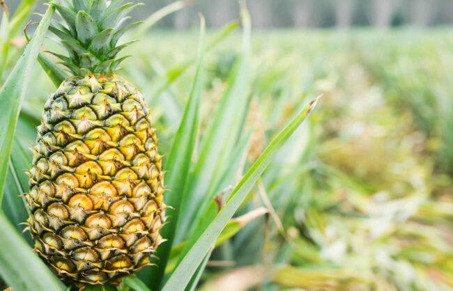 Pineapple Farming in Kenya Pineapple Farming in Kenya
