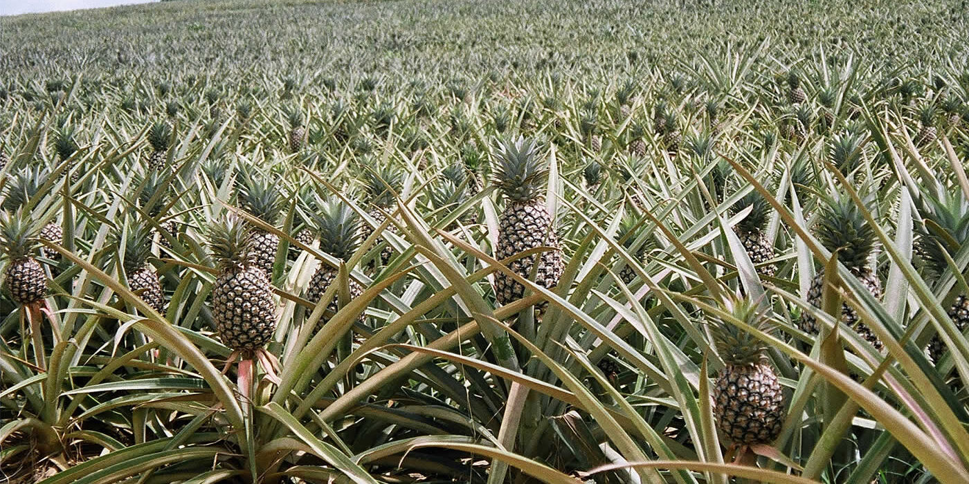 Pineapple_Farming
