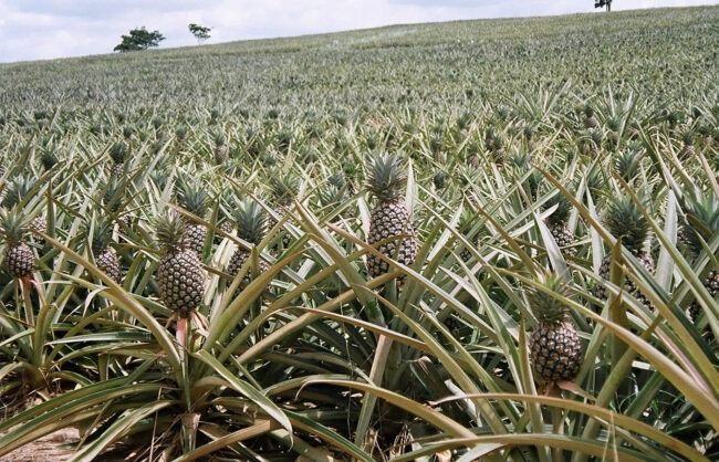Pineapple_Farming
