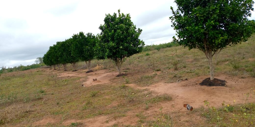 Land for sale in Malindi – 14,000 acres, Pine Plains Land for sale in Malindi - 14,000 acres, Pine Plains