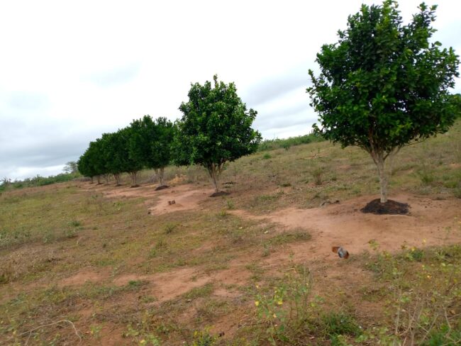 Land for sale in Malindi – 14,000 acres, Pine Plains Land for sale in Malindi - 14,000 acres, Pine Plains