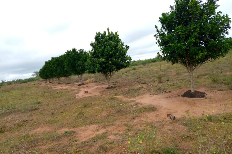 Land for sale in Malindi - 14,000 acres, Pine Plains