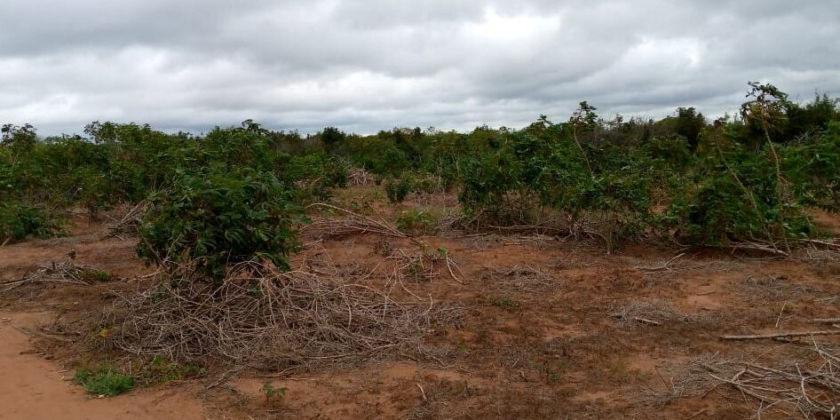 11,000 acres farming land for sale with Title Deed 11,000 acres farming land for sale with Title Deed