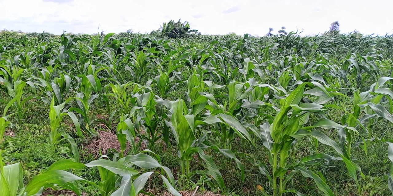 Maize farm in Malindi Maize farm in Malindi