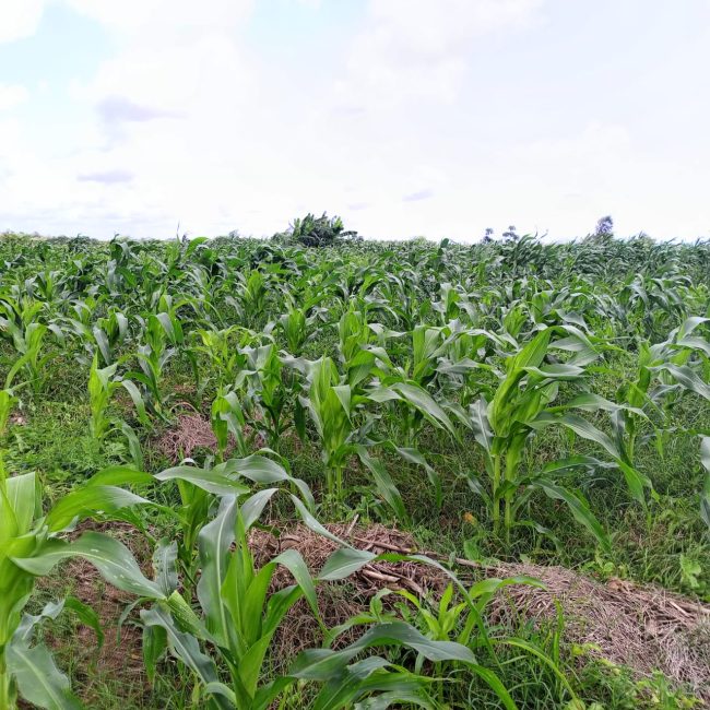 Maize farm in Malindi Maize farm in Malindi