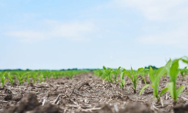 Why is land so cheap in Malindi