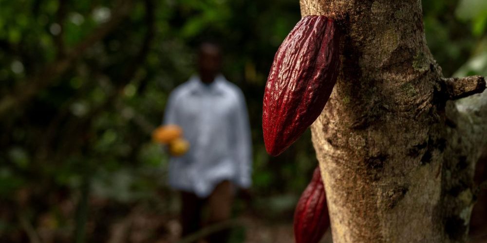Cocoa Farming in Malindi Kenya Cocoa Farming in Malindi Kenya
