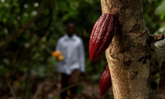 Cocoa Farming in Malindi Kenya