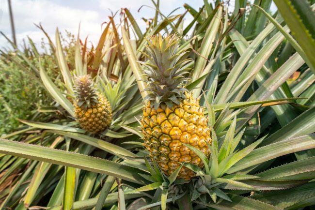 Pineapple Farming in Malindi Kenya
