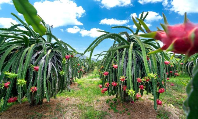 Dragon Fruit Farming in Kenya