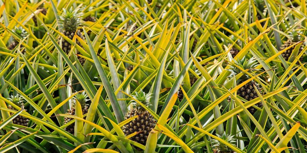 Pineapple Farming in Kenya Pineapple Farming in Kenya