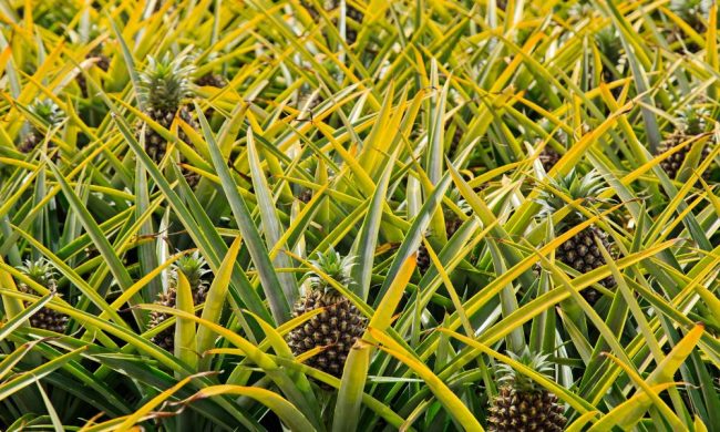 Pineapple Farming in Kenya