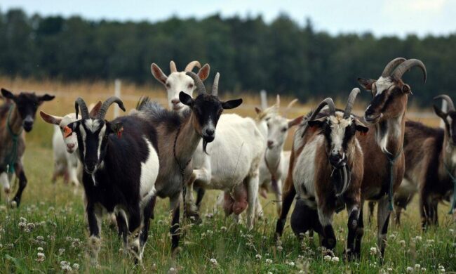 How to start goat farming in Kenya