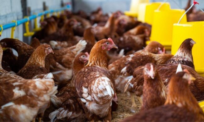 Poultry Farming in Kenya