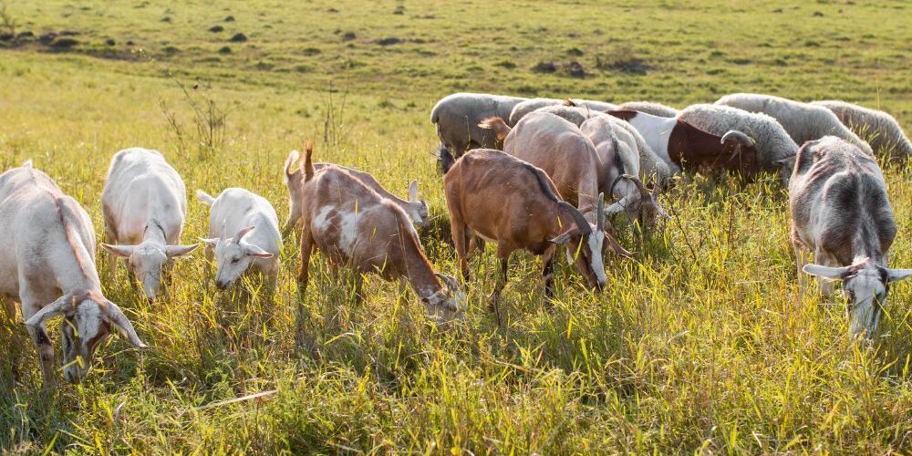 A Guide to Arid Farming in Kenya A Guide to Arid Farming in Kenya