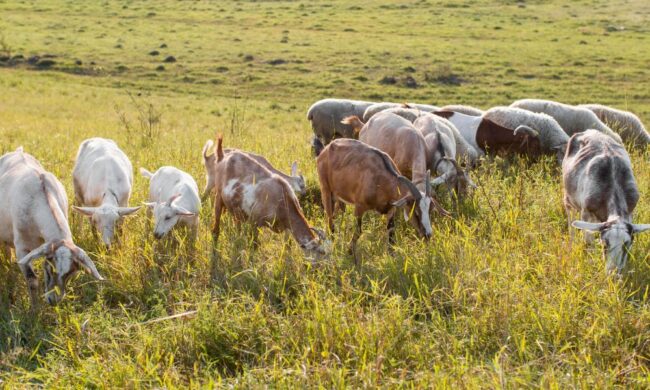 A Guide to Arid Farming in Kenya