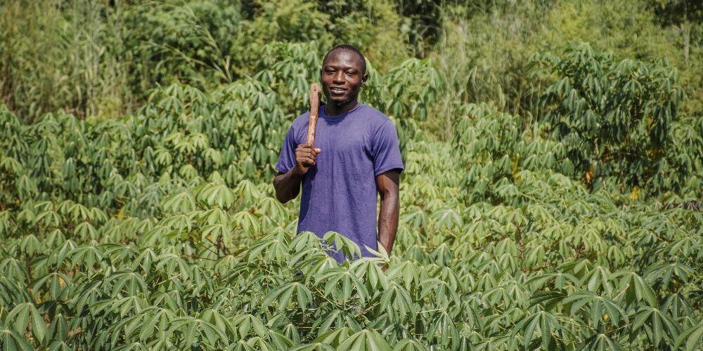 The Ultimate Guide to Cassava Farming in Kenya The Ultimate Guide to Cassava Farming in Kenya