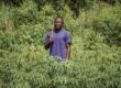 The Ultimate Guide to Cassava Farming in Kenya