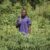 The Ultimate Guide to Cassava Farming in Kenya