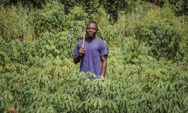 The Ultimate Guide to Cassava Farming in Kenya The Ultimate Guide to Cassava Farming in Kenya