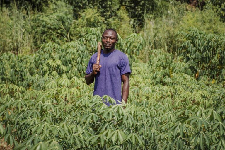 The Ultimate Guide to Cassava Farming in Kenya