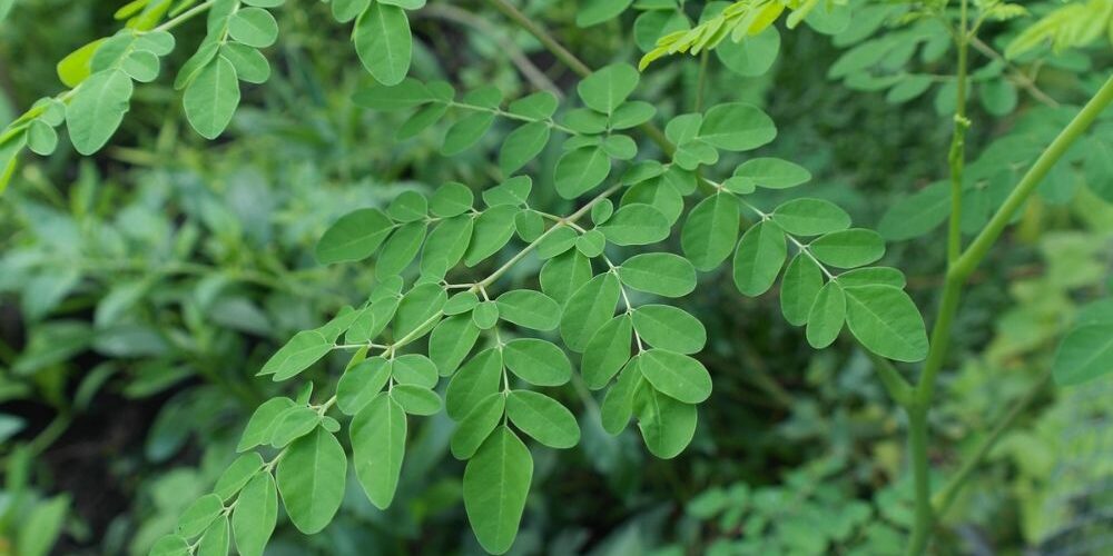 Moringa Farming in Kenya – The Miracle Tree for Nutrition and Profit Moringa Farming in Kenya – The Miracle Tree for Nutrition and Profit