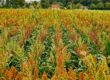 Sorghum Farming in Kenya