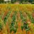 Sorghum Farming in Kenya